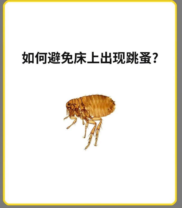 如何避免床上出现跳蚤