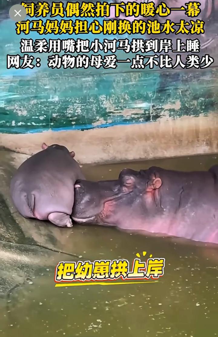饲养员偶然拍下的暖心一幕，河马妈妈担心刚换的池水太凉，温柔用嘴把小河马拱到岸上睡