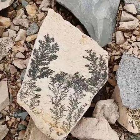 在河边玩的时候见到块石头，像是谁把小草的叶子画在了上面，用手摸了摸擦不掉，大自然