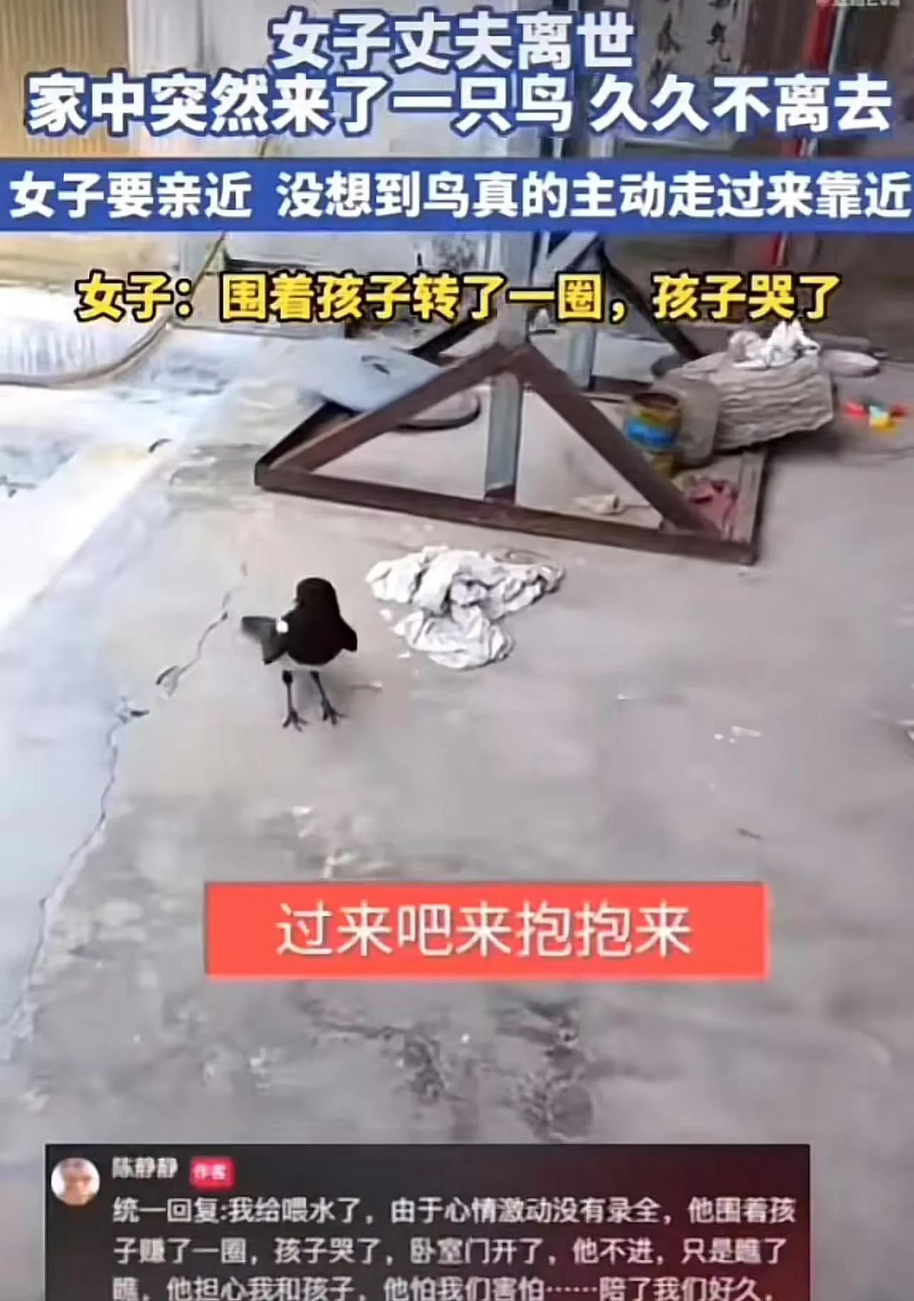 “这下彻底解释不清楚了！”山东，女子丈夫离世，家中突然来了一只鸟，久久不离去！更