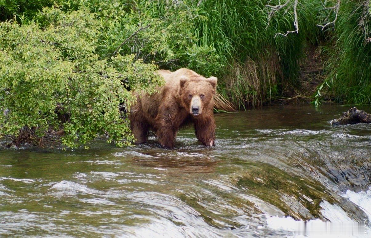野外摄影师🐻💦在阿福格纳克岛上，我跟这头大家伙靠得实在太近了，近得让人心里