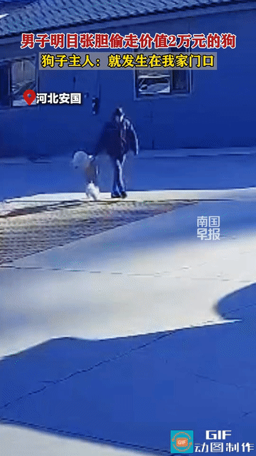 太猖狂了！光天化日之下男子明目张胆偷走价值2万元的狗狗，这还了得，士可忍孰不可忍