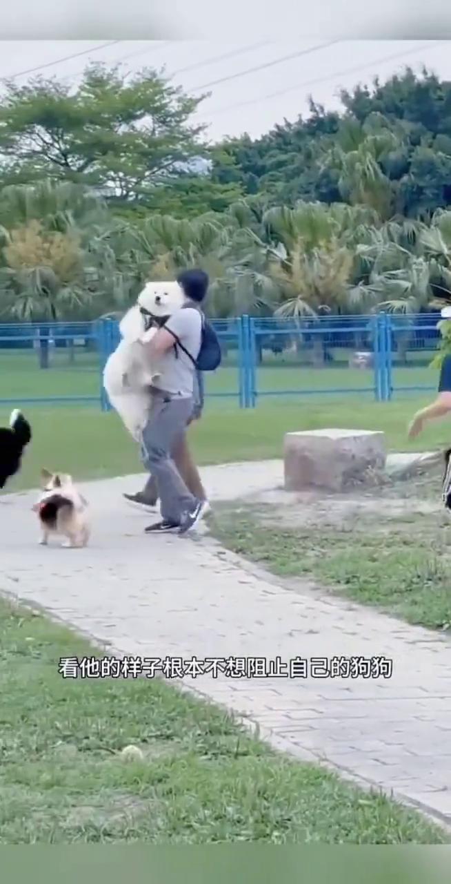 这才是真正的爱狗人士。见自己的爱犬被黑狗攻击，男子直接将狗狗抱起来。白狗的重量