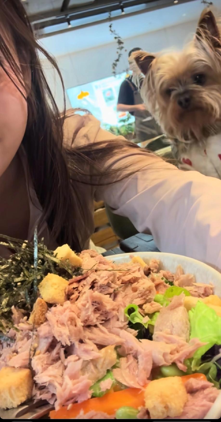 上海，一名女子携带自家宠物犬进入餐厅，不仅让小狗与自己同桌就座，还一同在餐桌前就