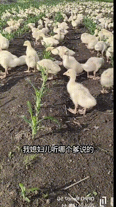 鹅：哈哈，真好吃[呲牙笑]
