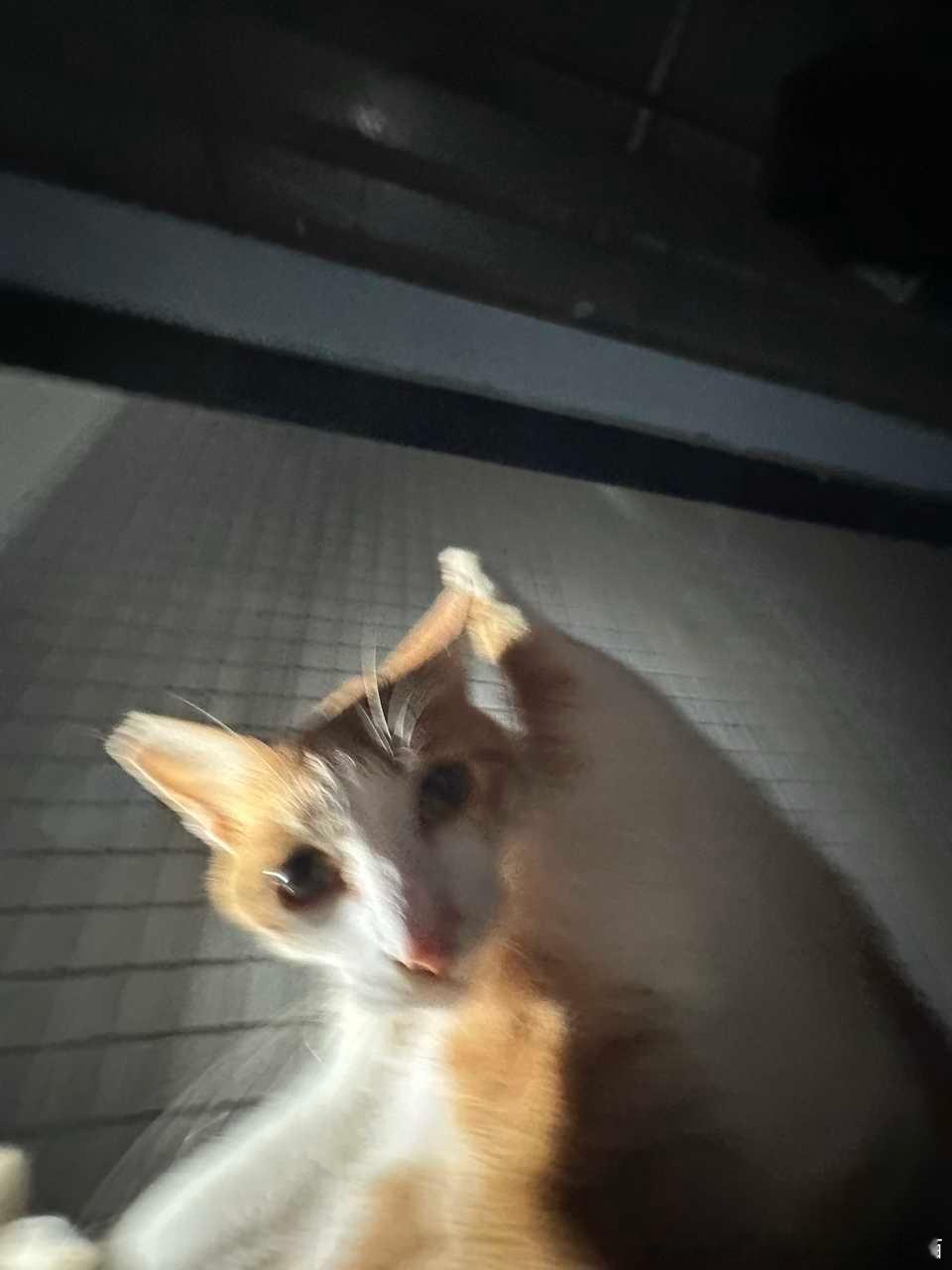 49245【丑猫】我不知道您到底怎么了（此猫胖了人以为怀孕了…）