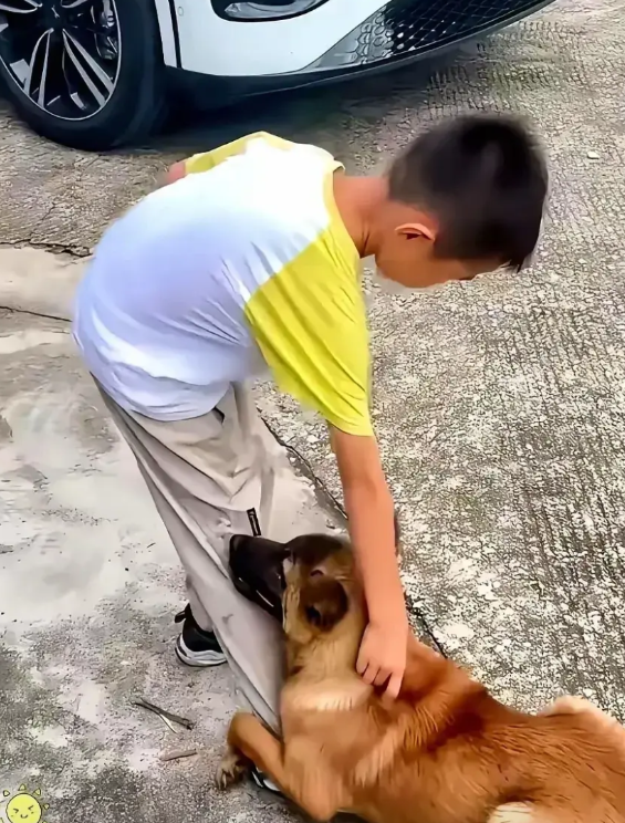 你敢相信，父亲前脚刚把儿子送去学校，紧跟着就把儿子喜欢的狗狗“毛毛”，卖给了提前