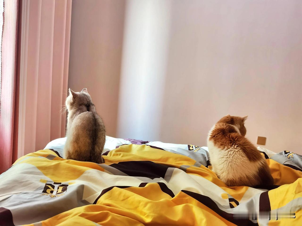 养猫的意义大抵便在于此：哪怕生活再让人感到疲惫，也会被这样温馨的小瞬间悄然治愈。