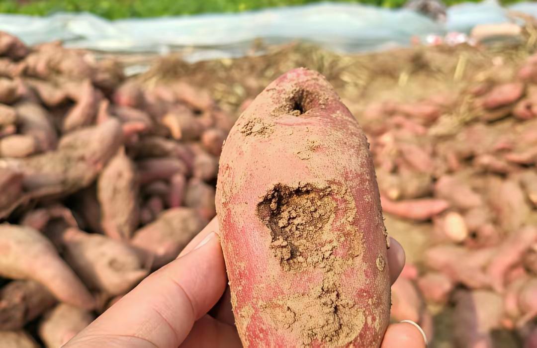 我特别喜欢吃红薯，每年都买几十斤吃。最近网上都在说红薯有毒的事，红薯在地里长的，