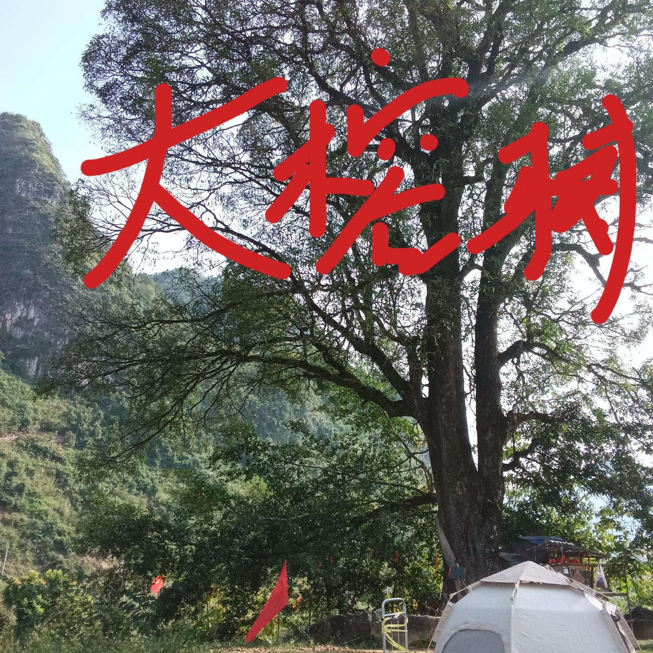 巴马坡月村大榕树下日光浴吸收红外线的做法是否可信?今天是我和老伴来到广西著