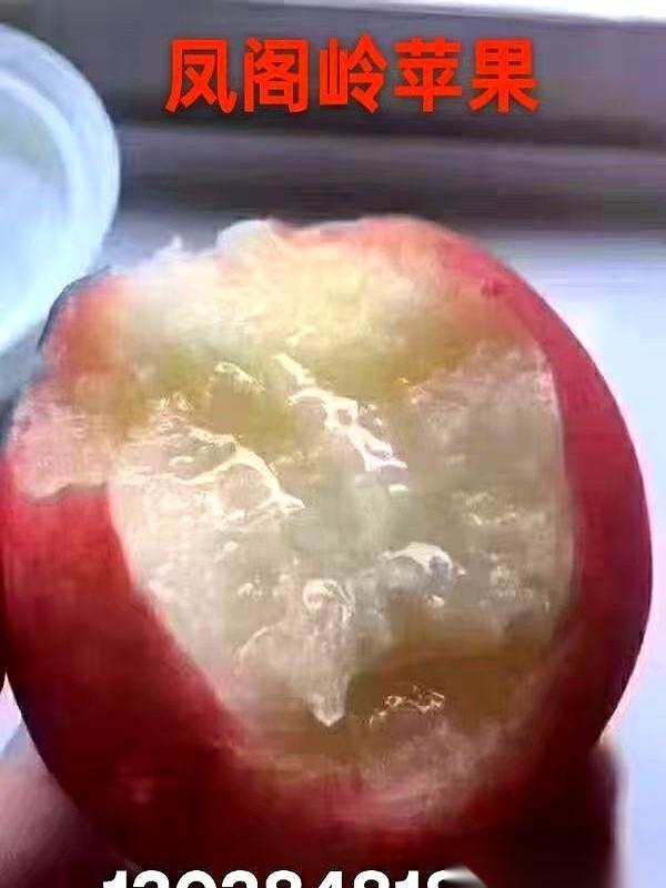 专家说，坏了的苹果不能吃。我每次看到都想笑。我童年里最好吃的苹果，就是那种摔