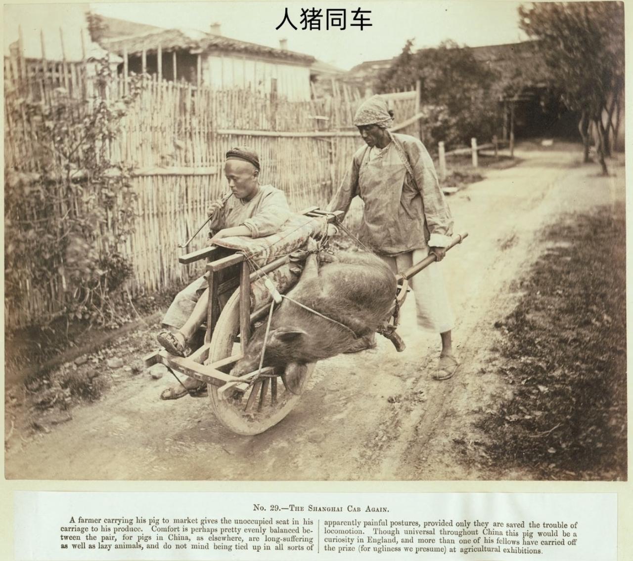 没想到晚清上海城郊的独轮车，人跟猪分坐两边居然是特意设计的。当年胡适留学归国去松