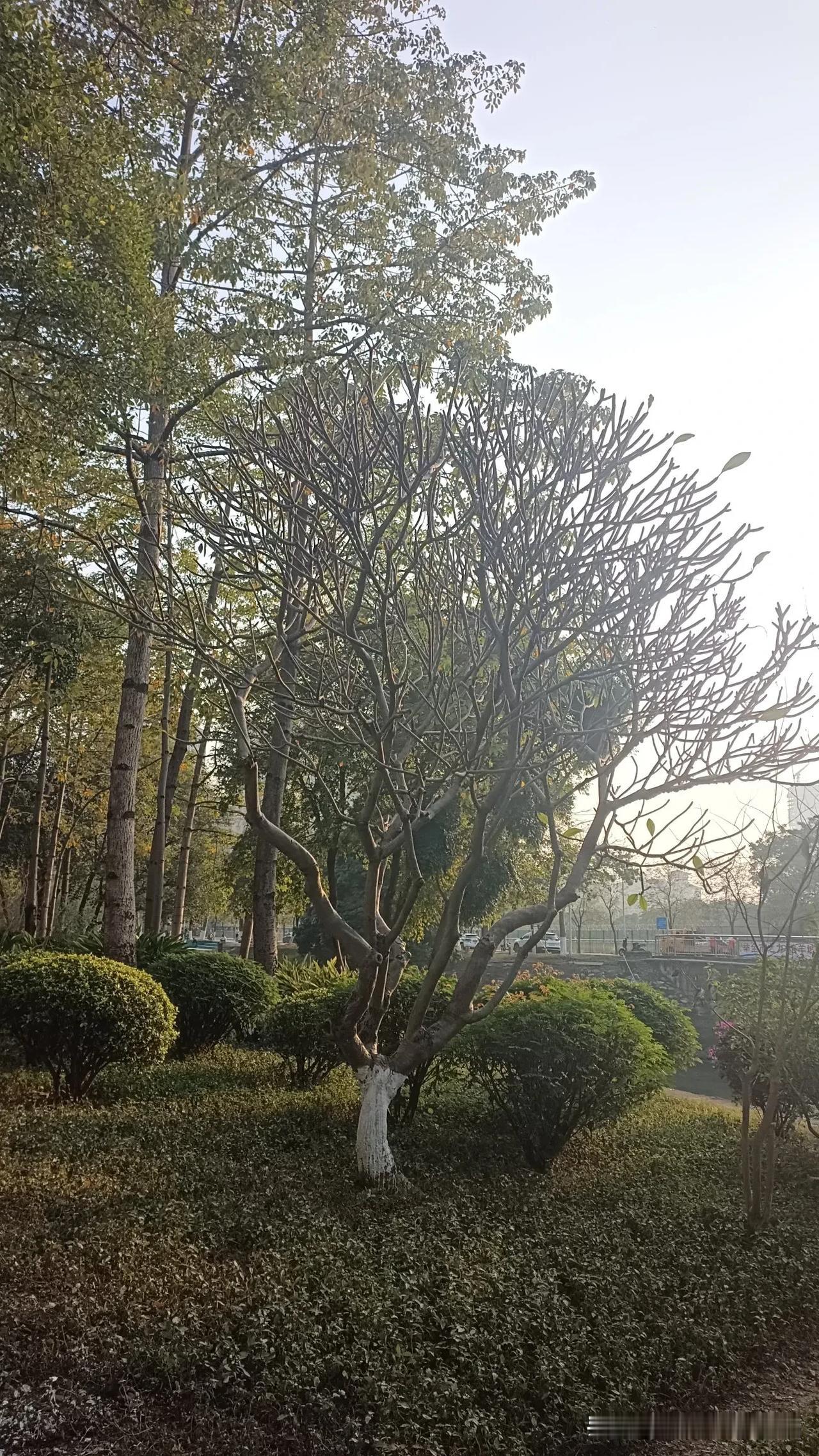 最近去沿江公园溜达，随手拍了张照片。公园里的树木大多已没了叶子，枝丫在冬日的寒风