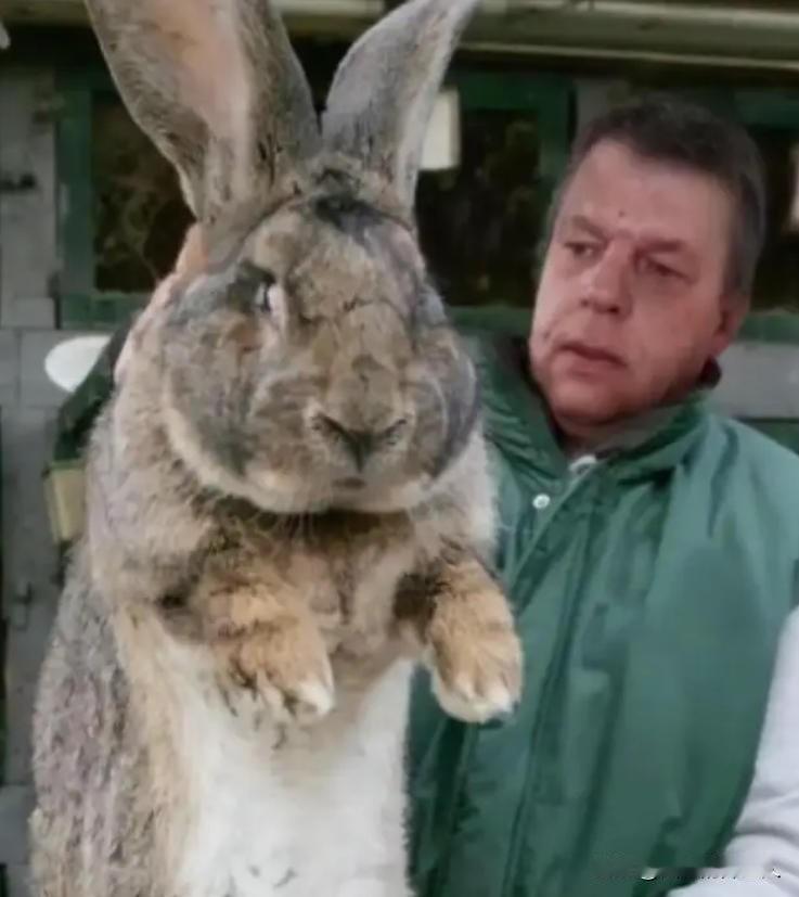澳大利亚野兔成灾，数量曾超过100亿只，可却无人愿意食用，当地人给出的解释是：实