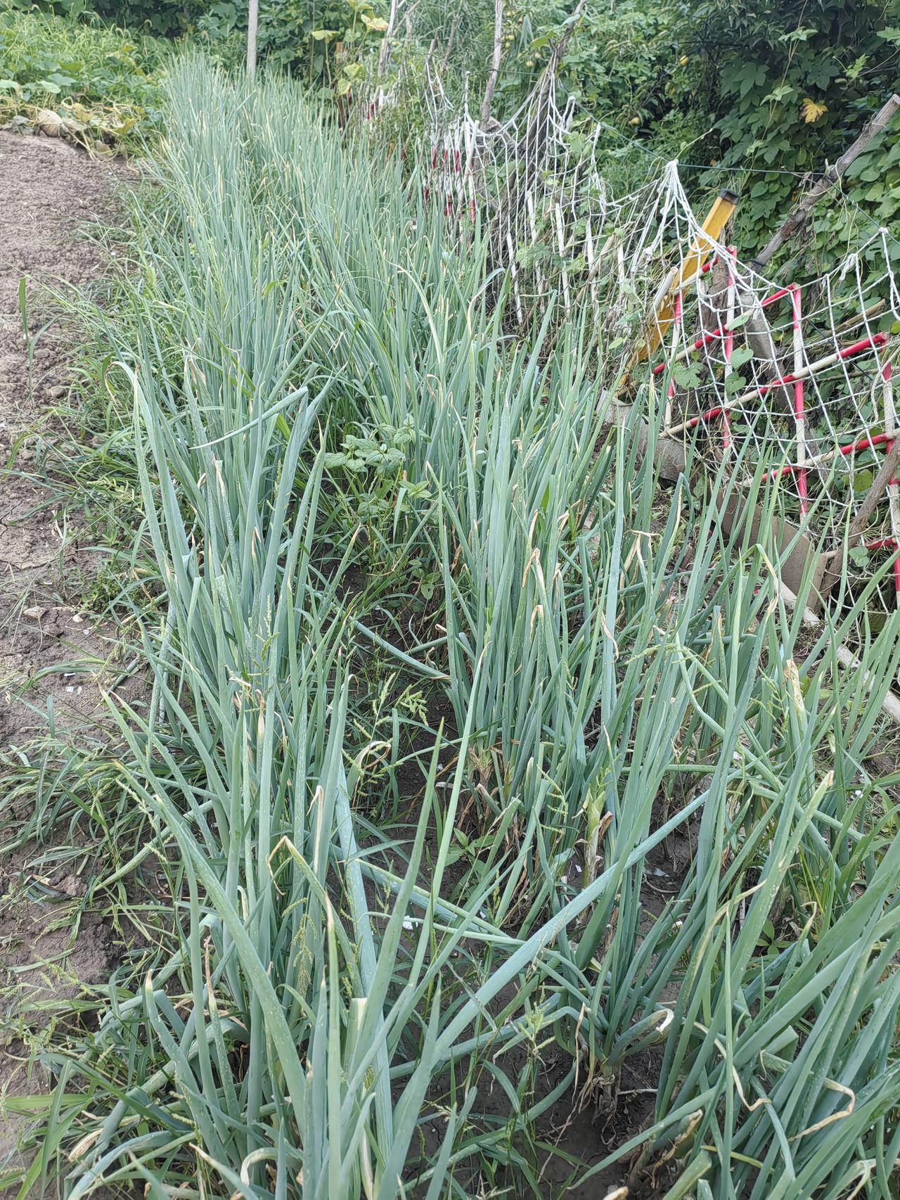 昨天从菜园拔回来有十来斤大葱，小葱。看着自己种的绿色大葱，小葱，不舍得把葱叶子扔