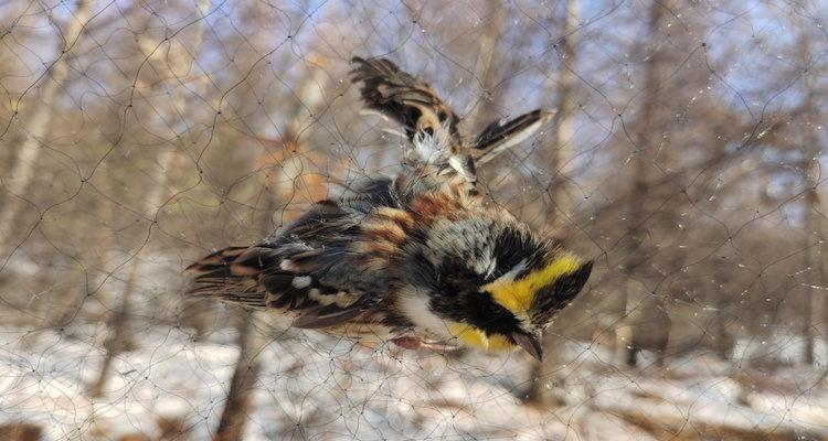 2026年3月22日，中国零鸟网志愿者在江西赣州宁都县现场取证：养殖场未经处理的