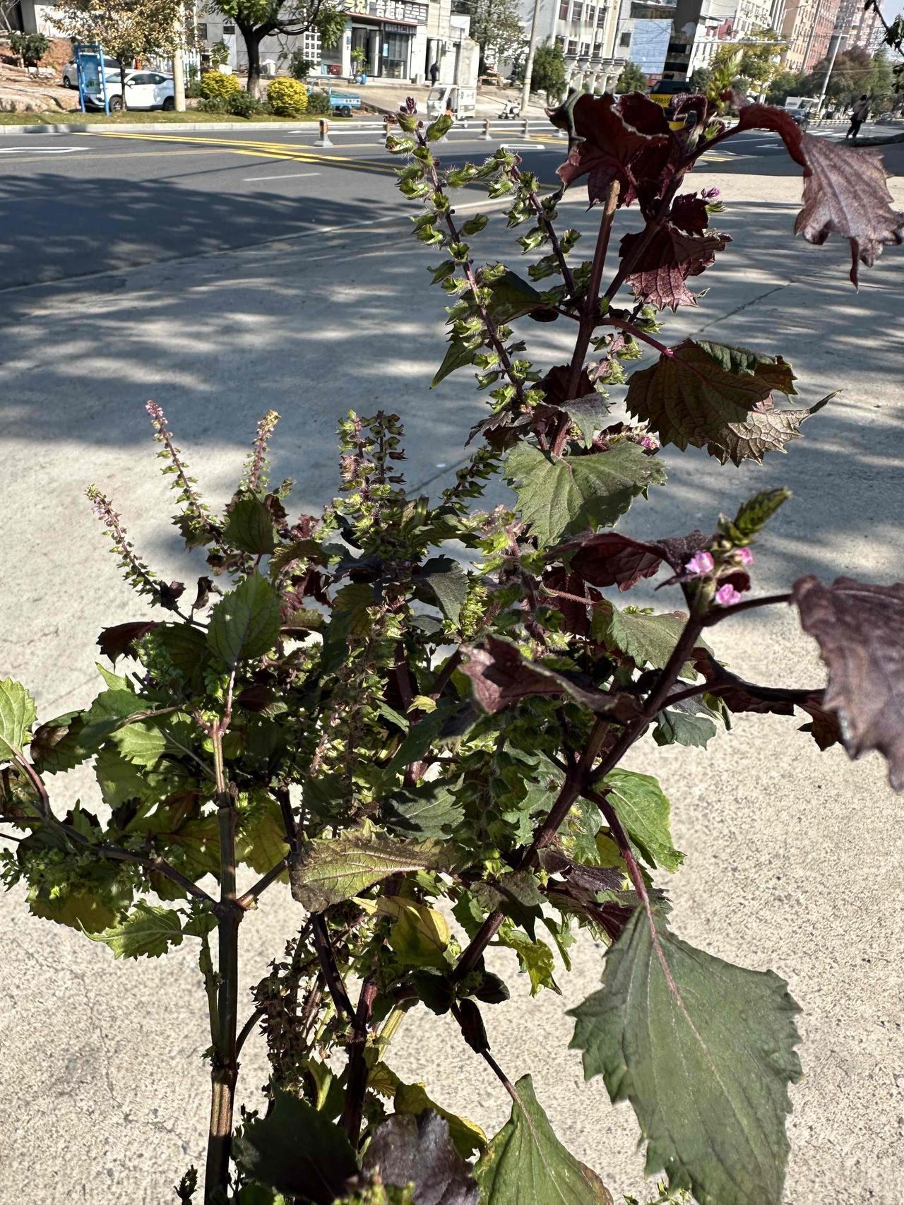 带花、带叶、带籽的紫苏梗，此刻在我的眼里，比所有的鲜花更美！每年立冬之后，我