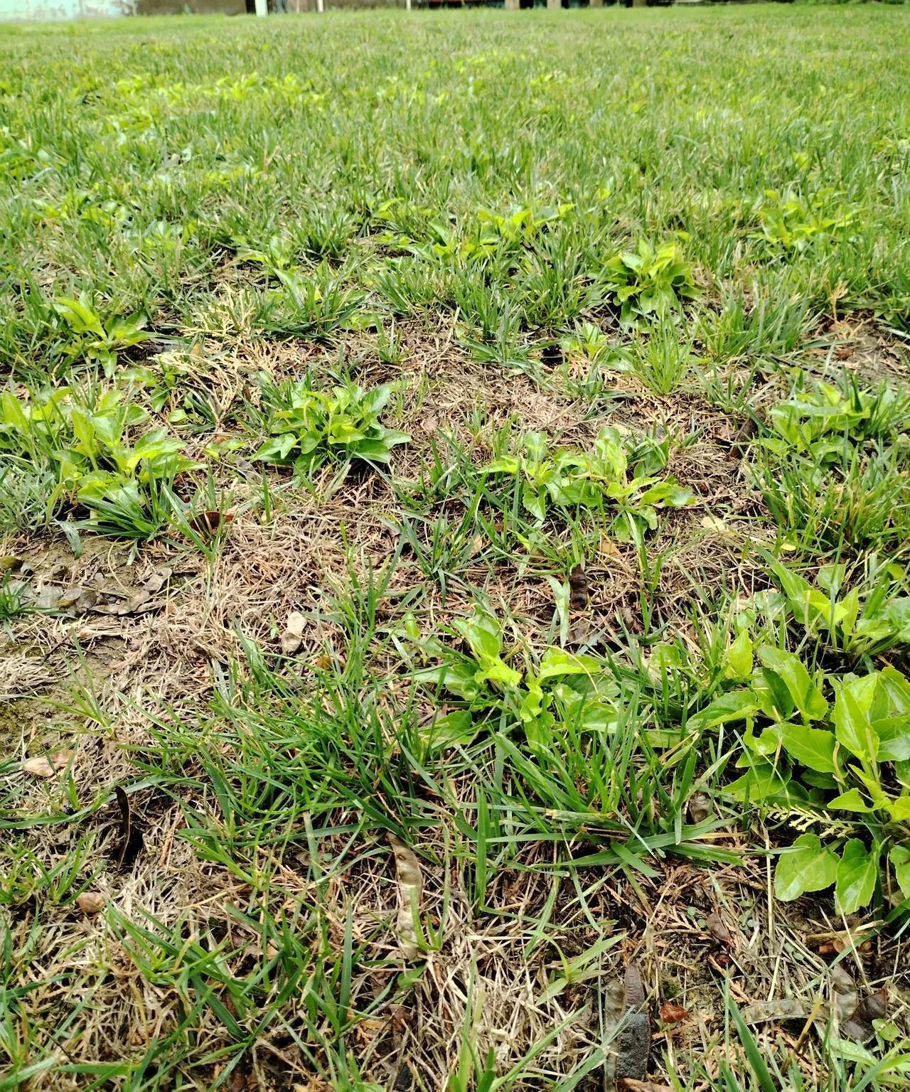 下雨了，兰州哗啦哗啦地下雨了！前两天温度刚刚升起来，这就又下雨了。气温很快就凉爽