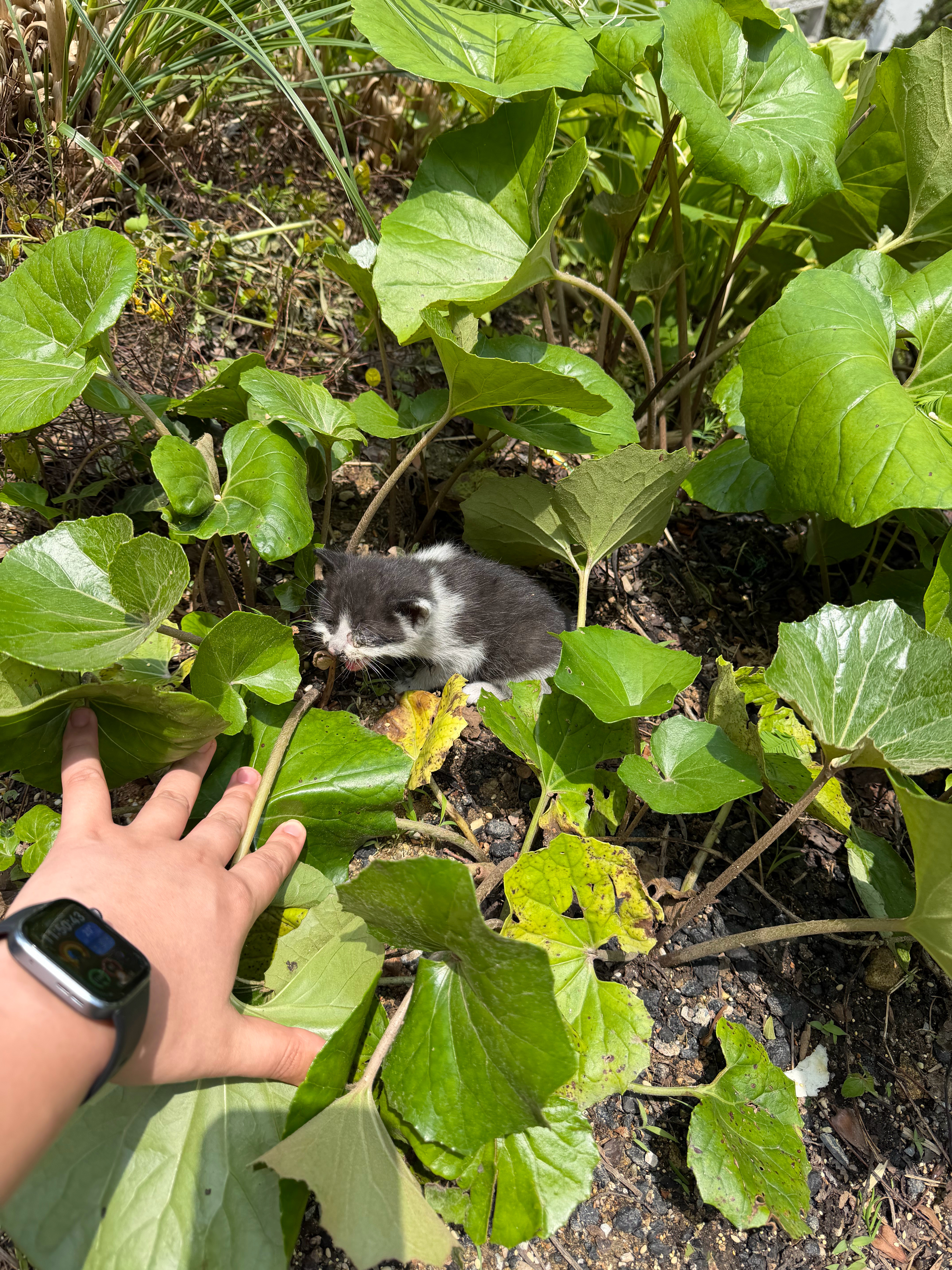 九华山捡到的小奶猫找合肥主人一只来自九华山的流浪小奶猫，已完成体检、驱虫和眼部治