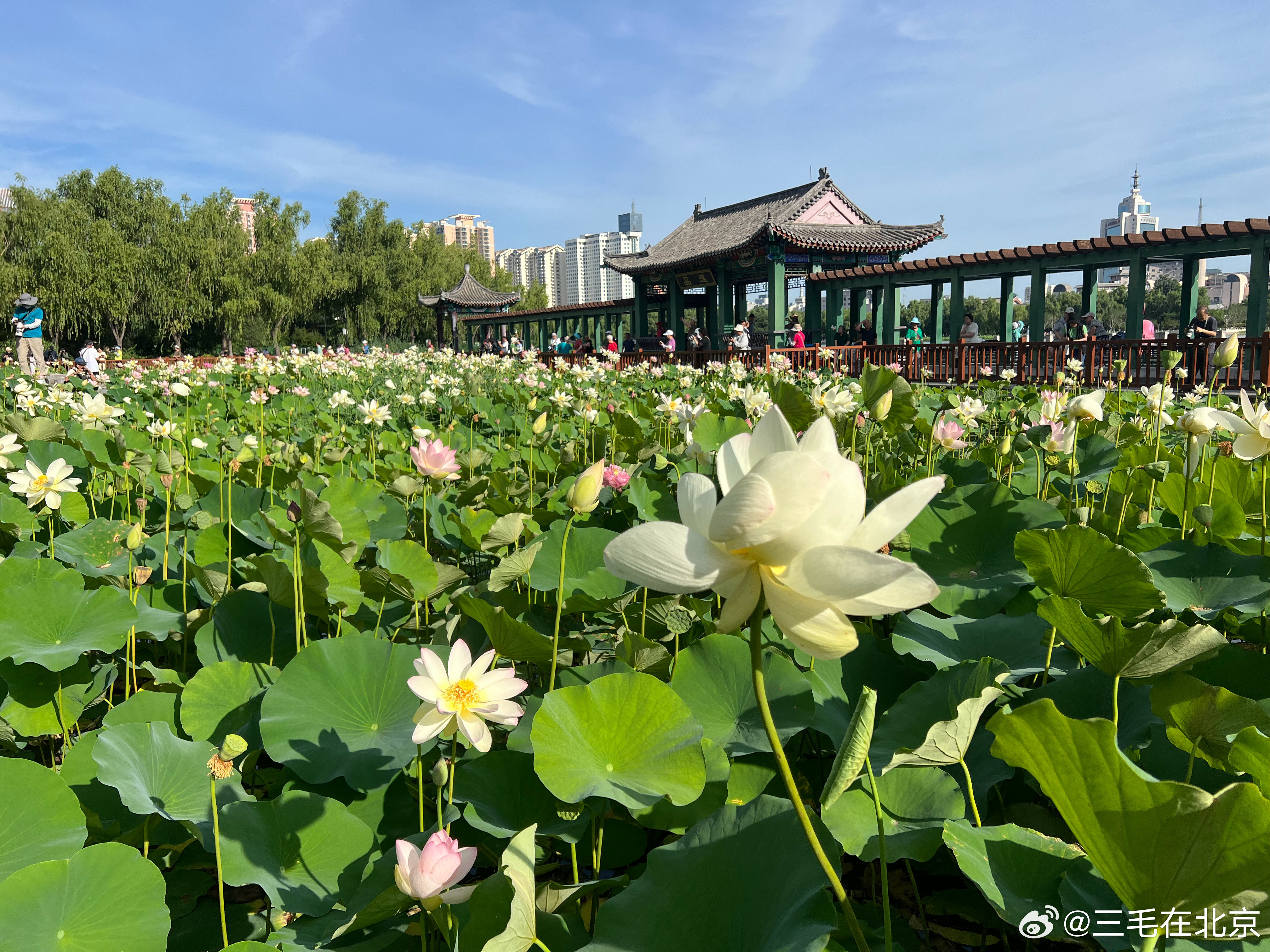 莲花池公园荷花盛开摄影