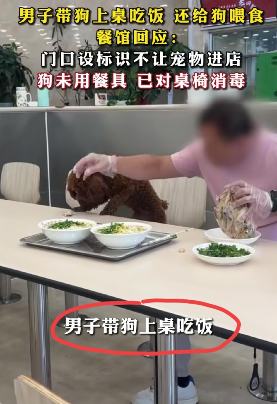6月16日辽宁沈阳。一餐馆内，网友拍到一名男子带泰迪坐在就餐餐椅上，徒手掰鸡架