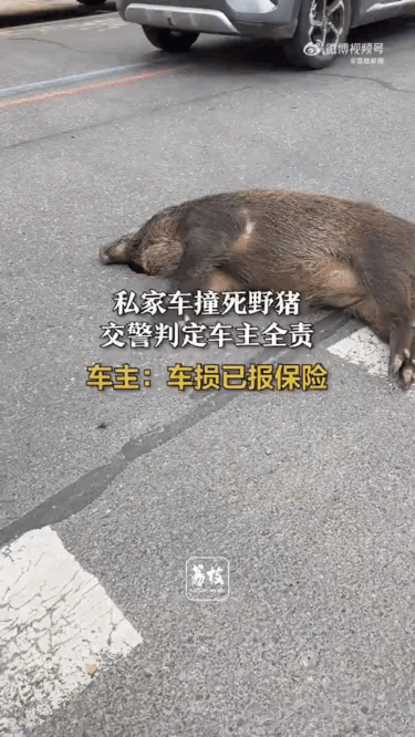 找谁说理去，开得好好的车，一头野猪突然冲出来撞上来，车头稀巴烂，最后还得自己负全