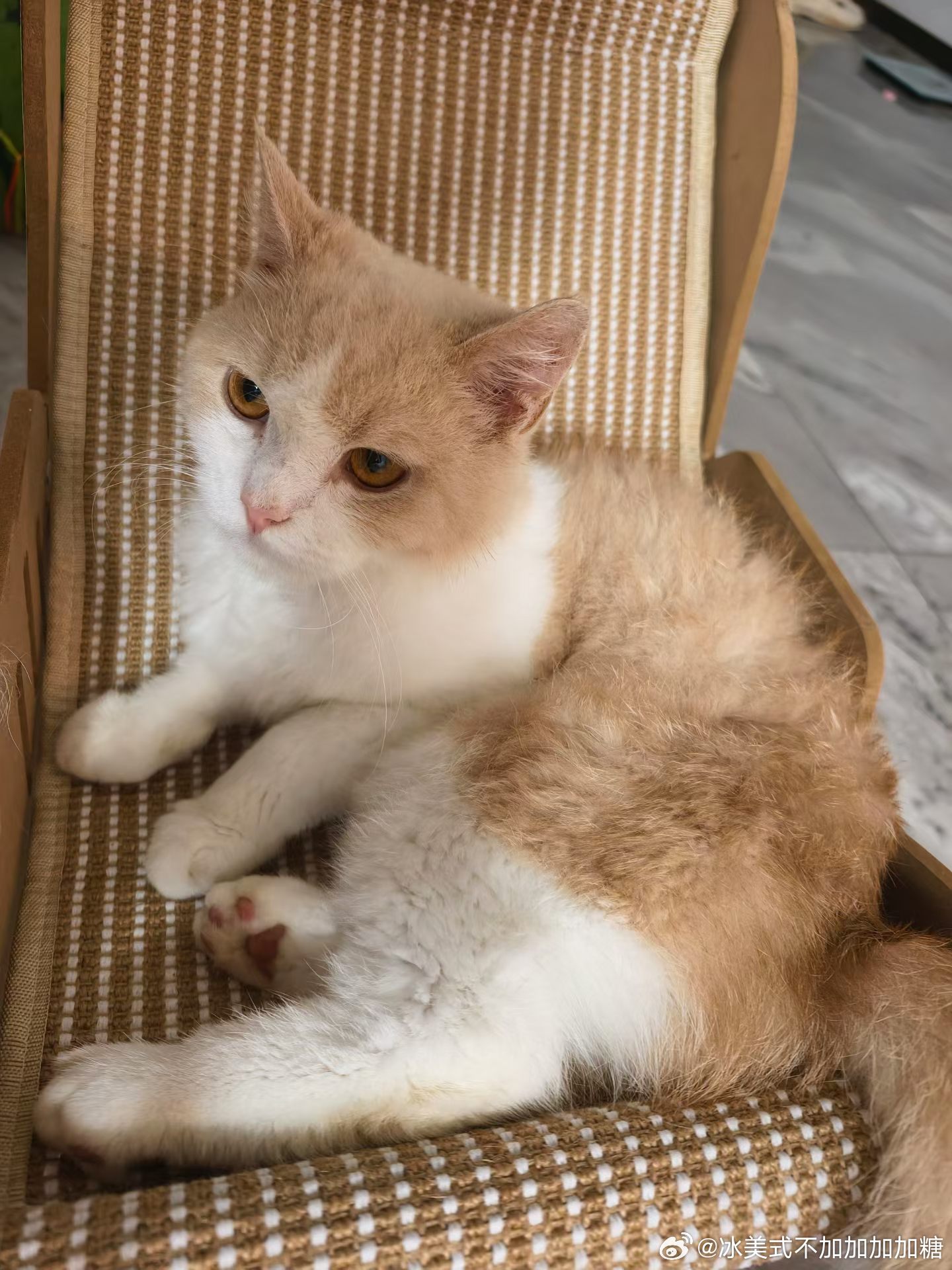 小猫可爱