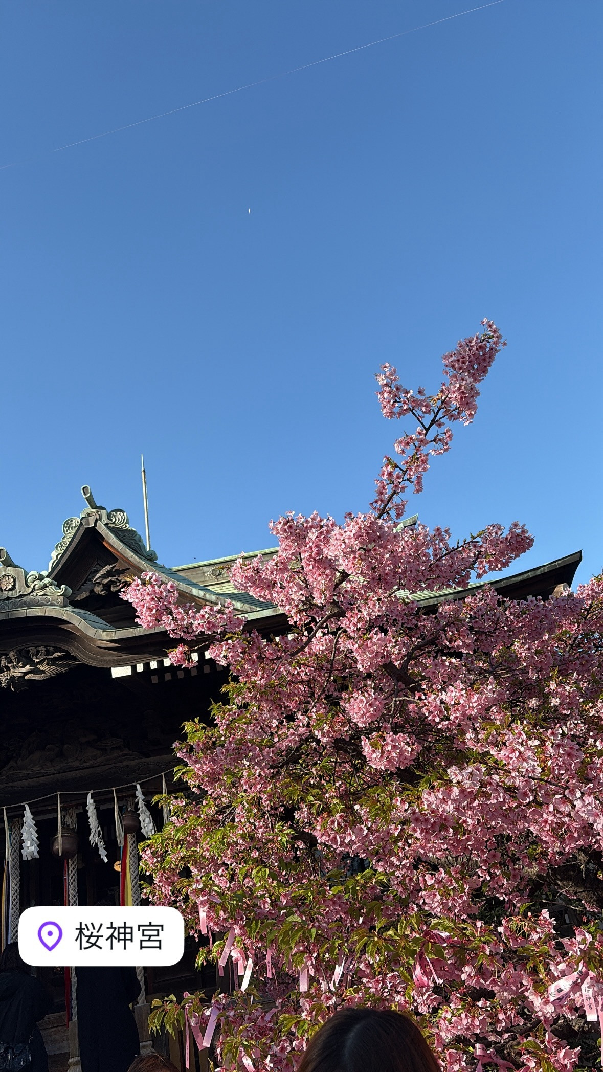 相楽伊織「いちご〜🍓今年もいちご狩り行ってきたよ☺️楽しかった☺︎前髪決まらな