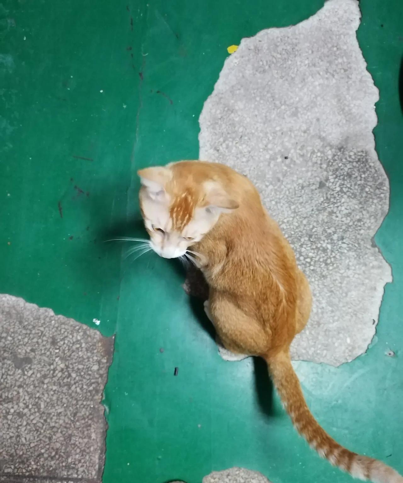 我又被厂里的小猫抓了，好为难啊，我到底要不要再去打针呢？三个月之前我就被这只小
