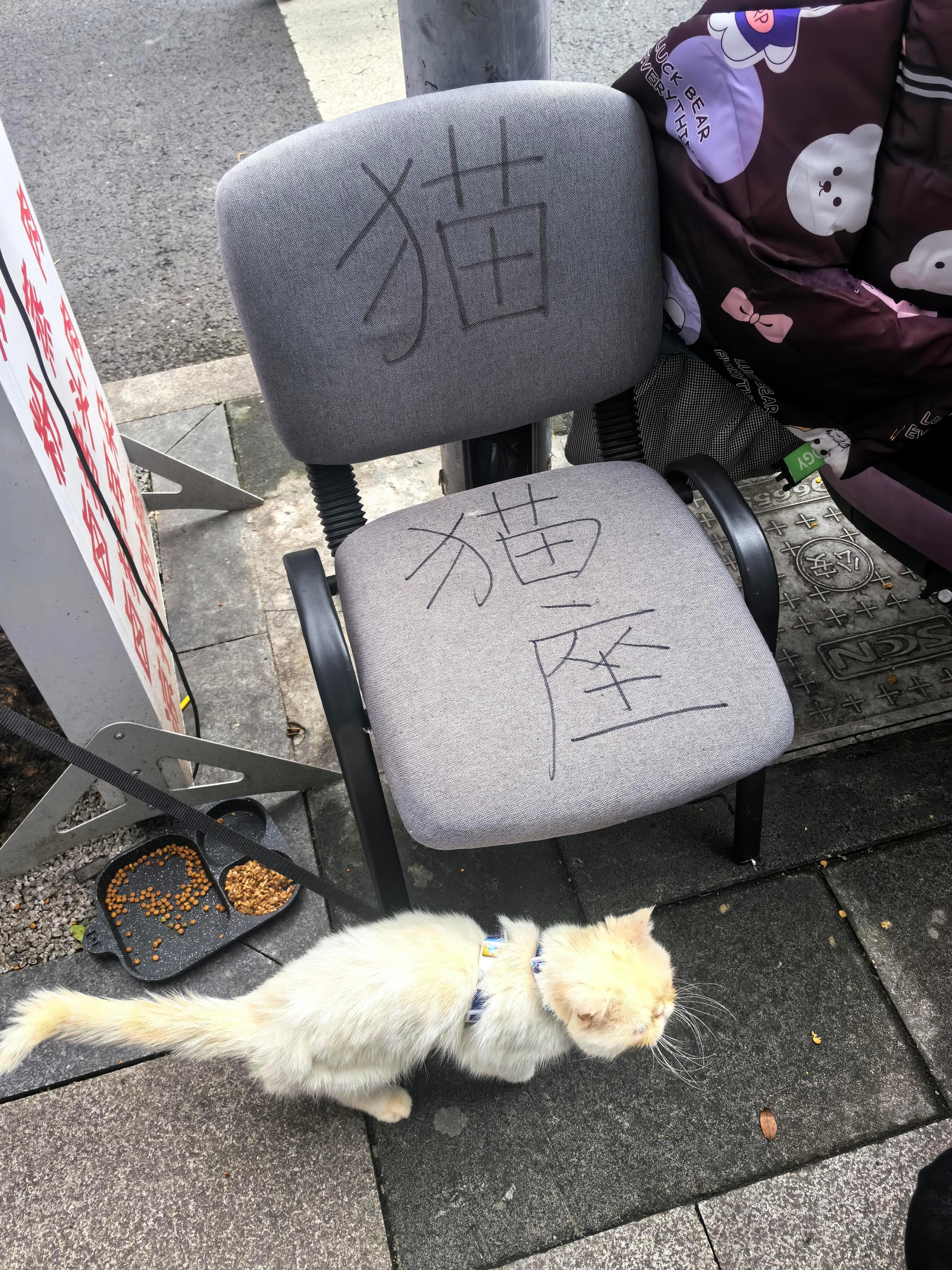 路边看见的小猫专座​​​