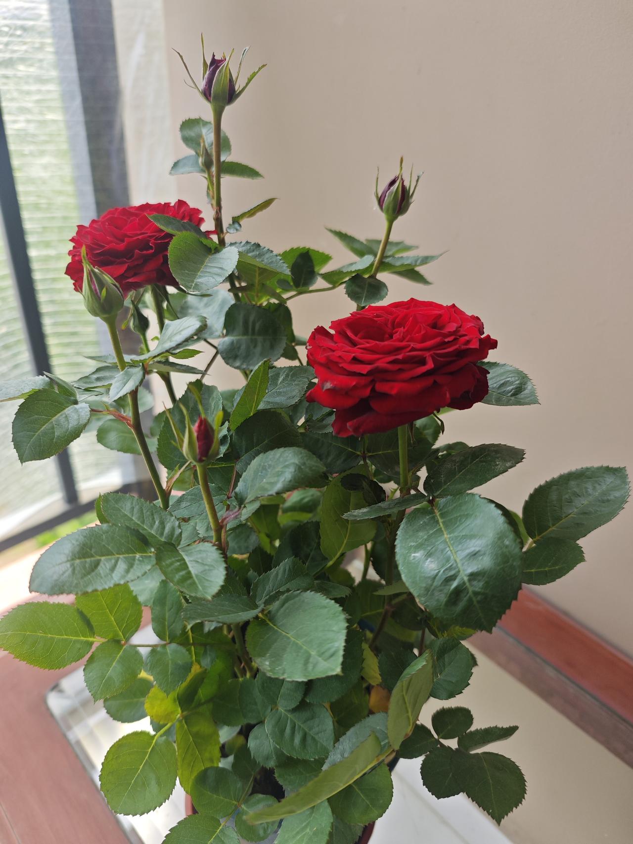 我这盆月季开了两朵大花，满枝头都是花骨朵，看着就要爆花了。发现底下挤了四五棵枝