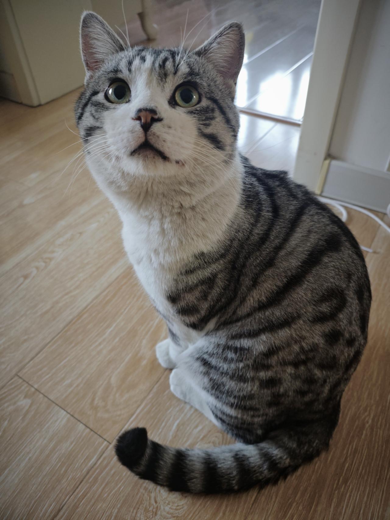 猫咪是独居动物吗？昨晚二哈当着我的面往飘窗玻璃上呲尿，我才反应过来。[捂脸哭]我