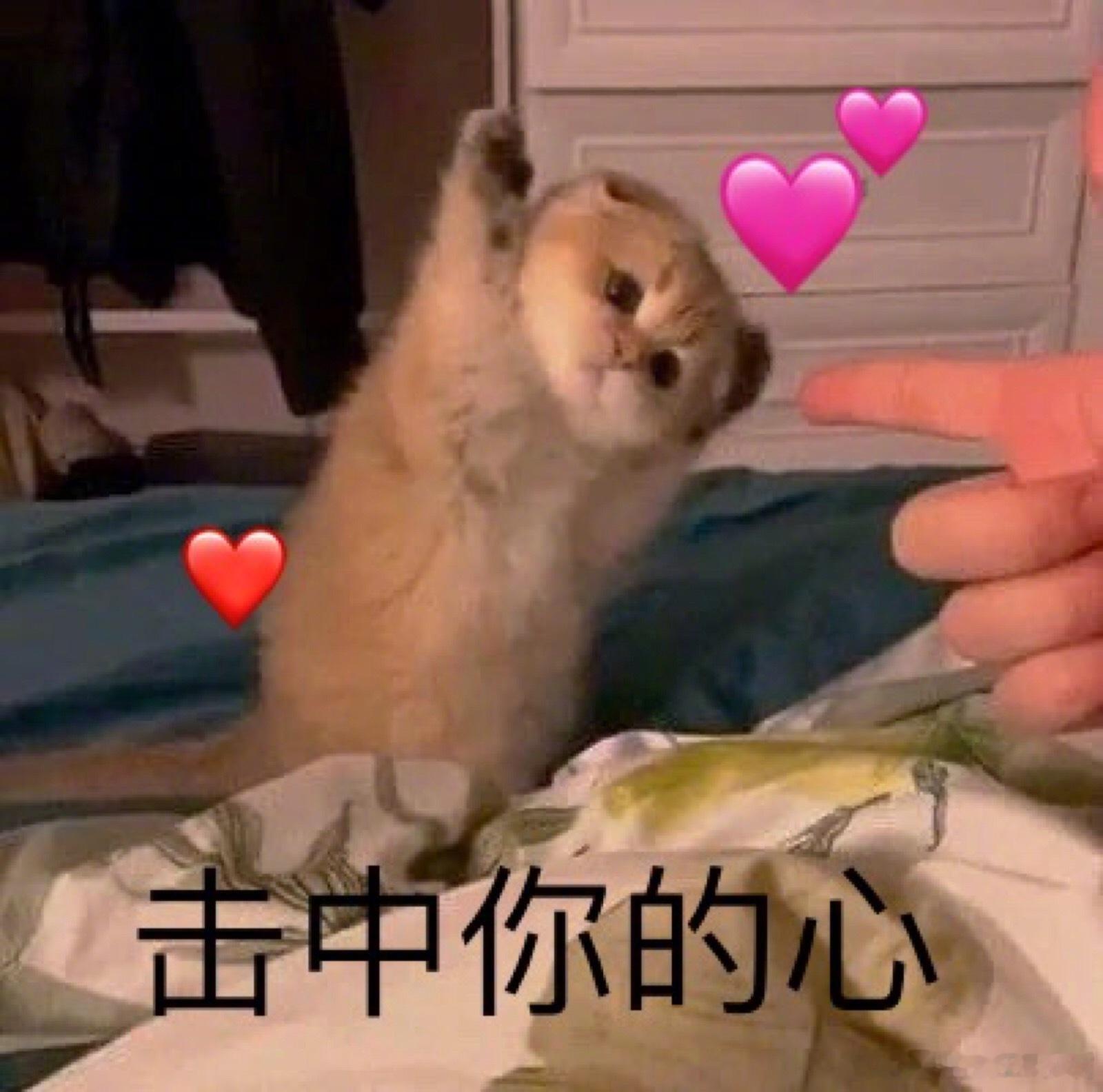 12星座对谁表白成功率最高？白羊：喜欢你的人金牛：处女座双子：爱热闹的人巨蟹：求