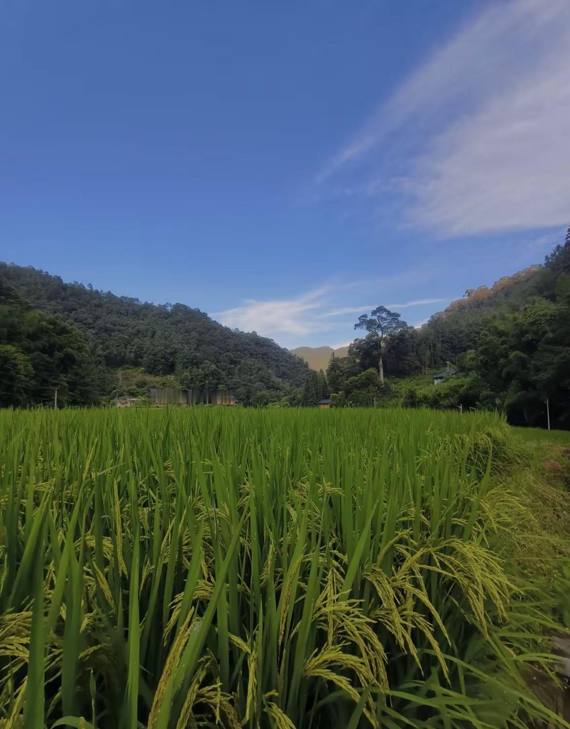远离城市的喧嚣和拥挤一头扎进郁郁葱葱的山林里听风声、听溪语，听鸟鸣看山看水看开一