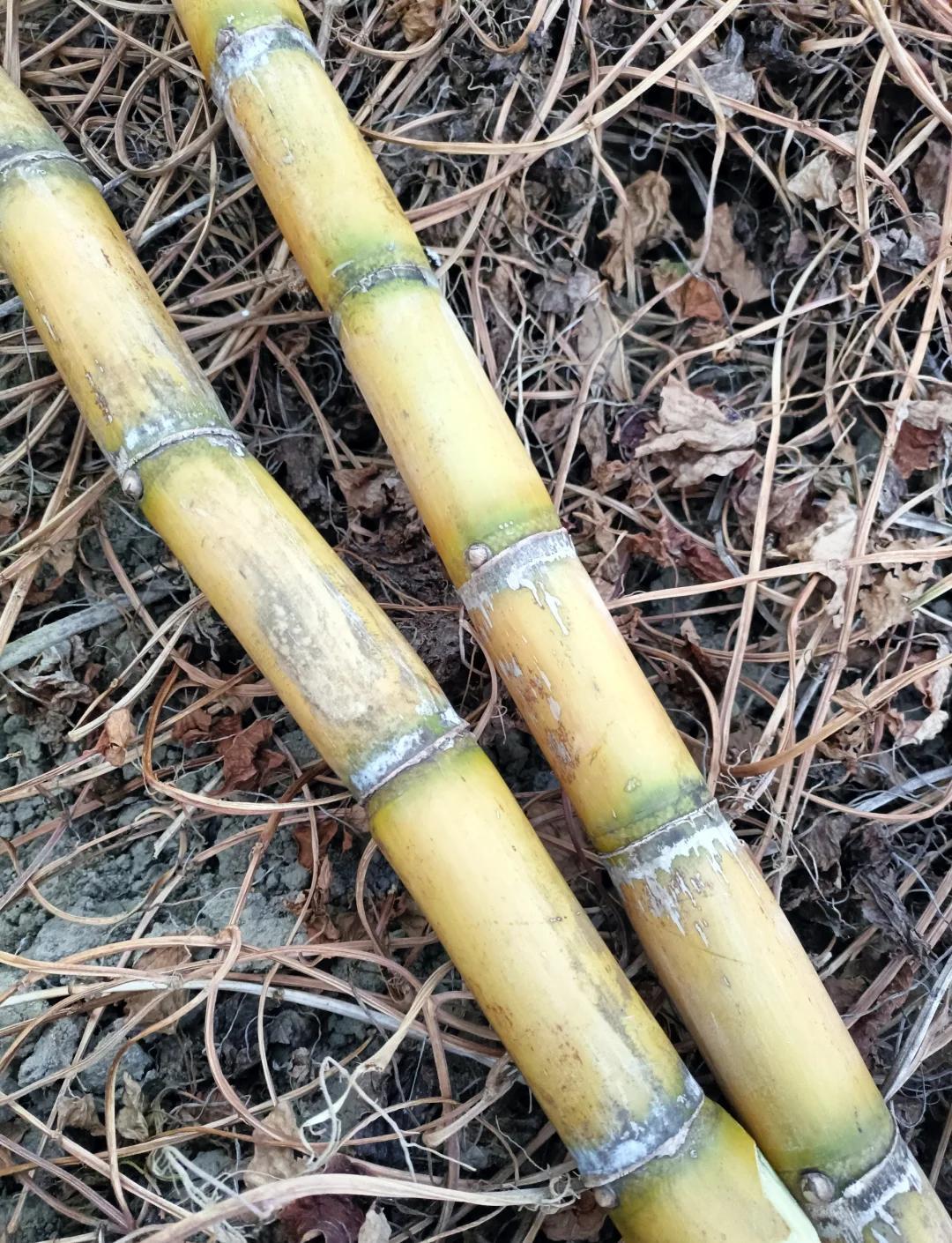 哈瓦那街头的粮油店货架空了，门外排着长队的人们手里攥着那本小册子：供应手册，古巴