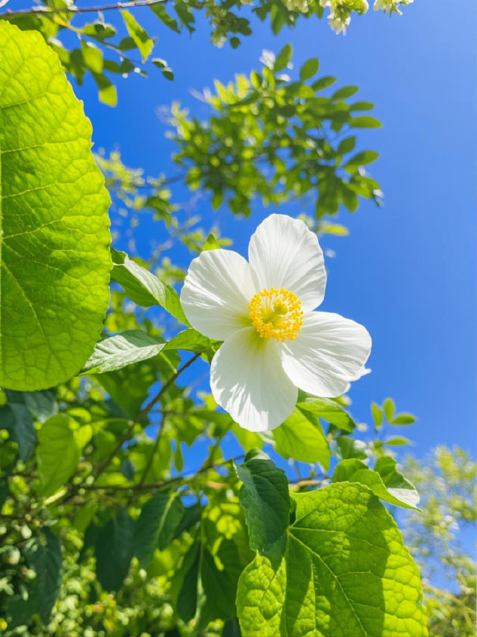 邂逅「碧树蓝天」，被狠狠治愈🌿​​​​