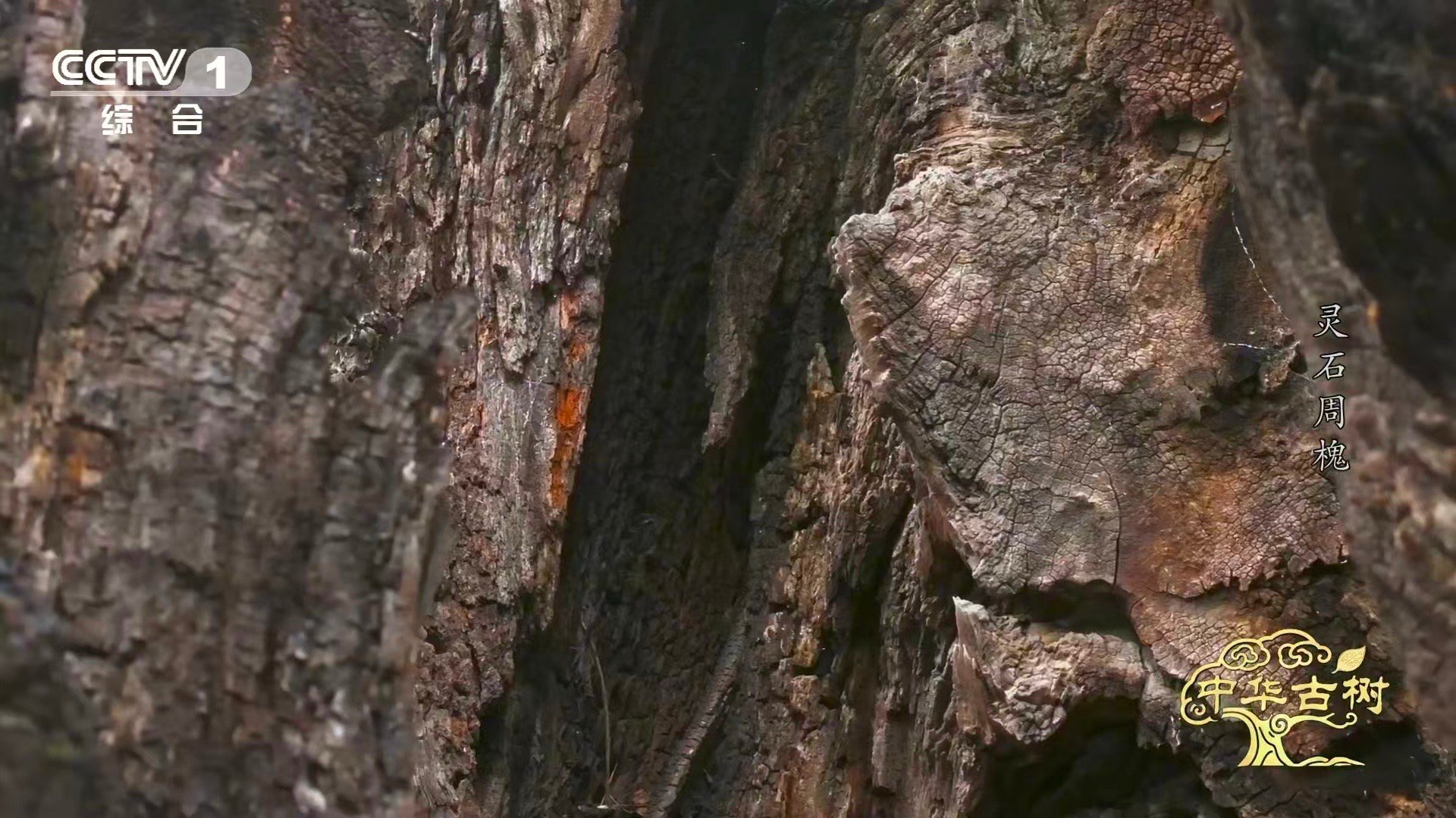 被日寇焚烧的古树如今守着102名烈士一棵古槐，见证一段悲壮历史。抗战时期，它为