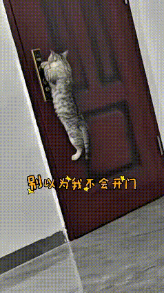 没想到屋头的猫咪居然还会自己开门！两只爪子扒到门把手，灵活得很，一看就是老手了。