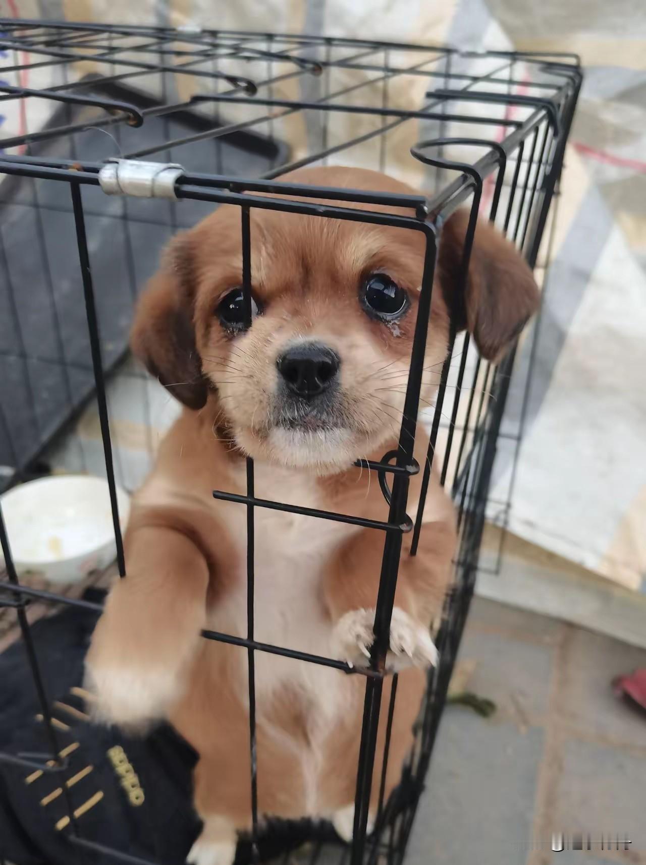 小狗护食咬了小孩子，转身就被送上了狗肉车。同事前段时间收养了一只小土狗，小狗听话