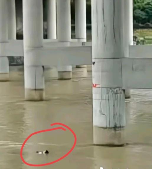 结婚当天选择轻生跳河的小伙子，连死都不怕了，还怕什么困难吗？图片中，水面浮现的或