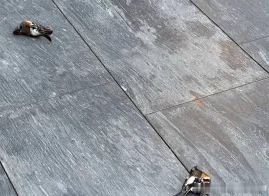 商场在室内种树木多只小鸟撞向玻璃幕墙死亡近日，西安一名市民反映，位于西安的万象