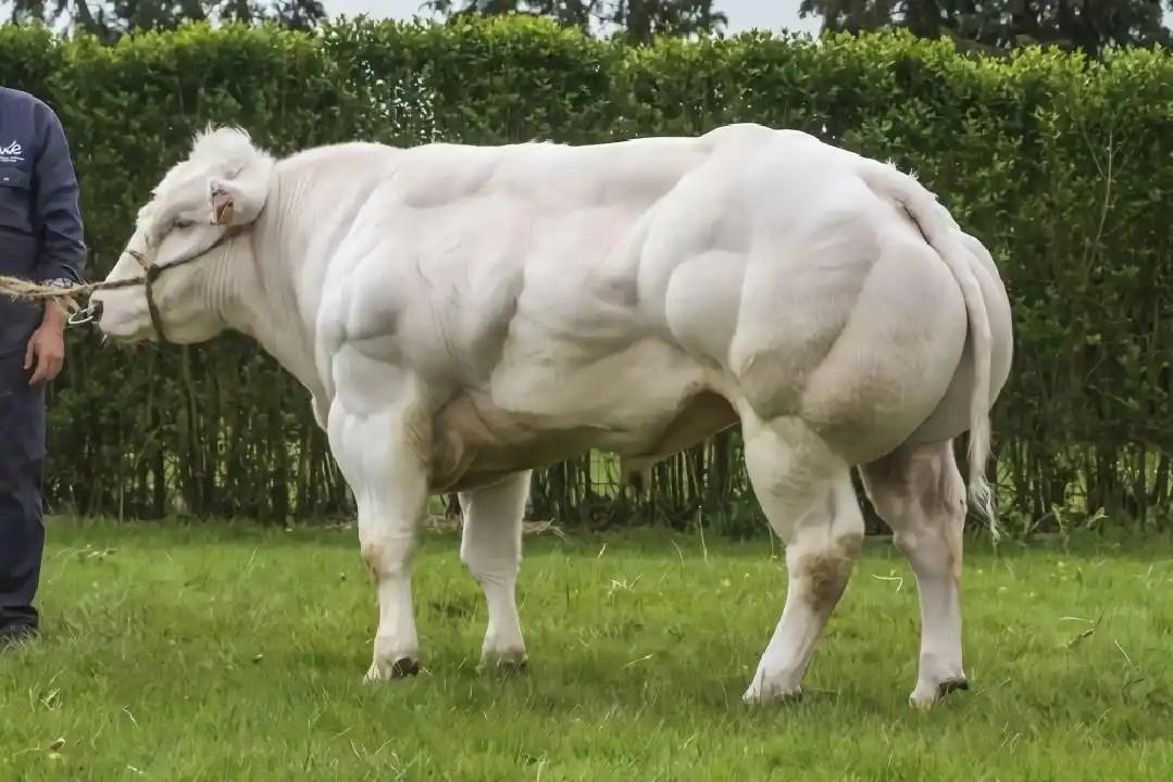为什么牛天天吃草，能长出一身腱子肉？草里全是纤维素，连蛋白质都没有，它的肉是凭空
