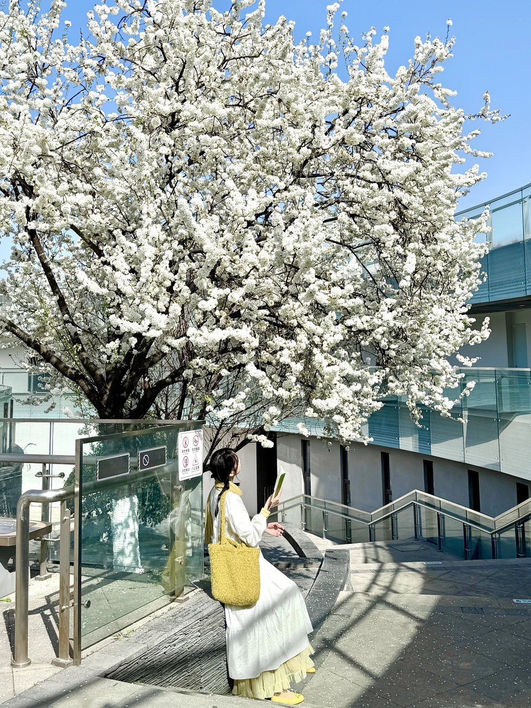 2.24实拍！！成都的白樱！真的杀疯了……