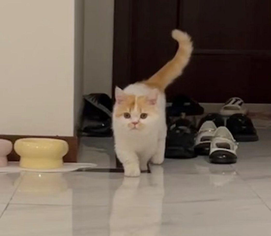 橘猫的猫步能有多正宗没想到橘猫走起猫步还挺有范儿，慢悠悠又自带气场，看着就特别治