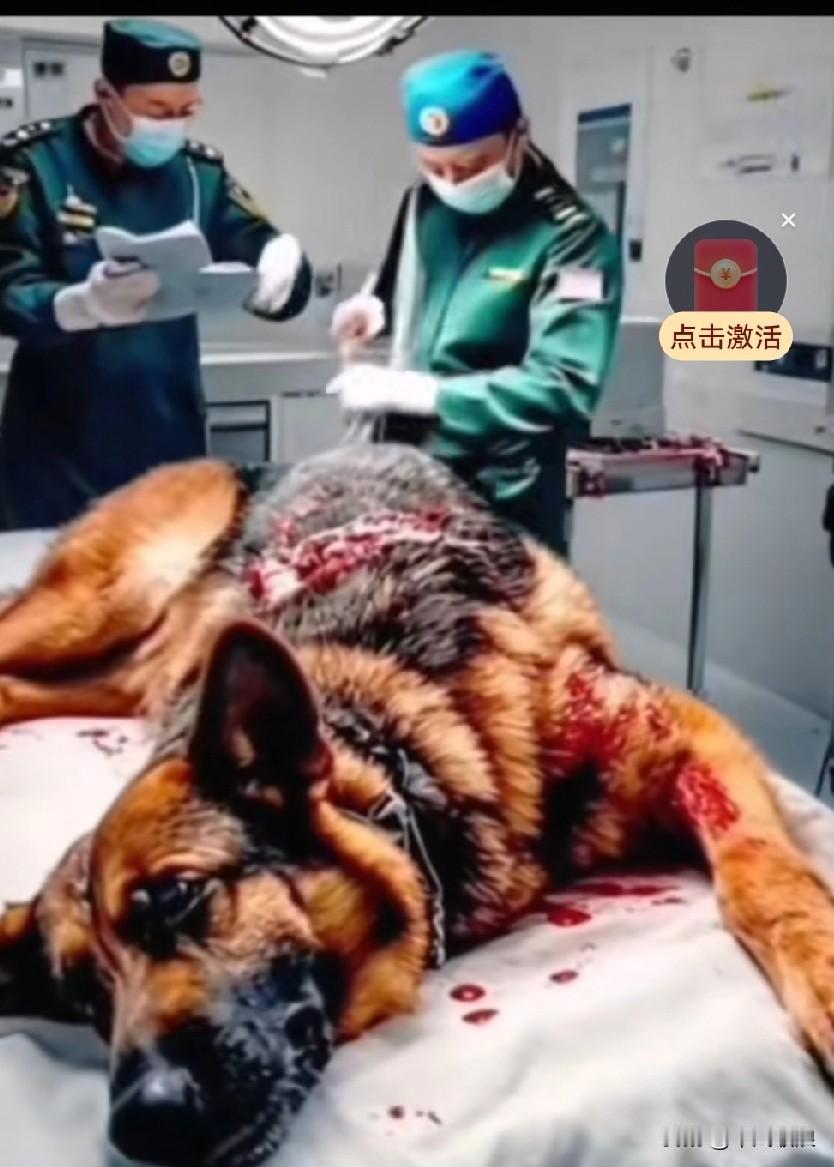 警犬让我由衷敬佩，它一共从人贩子手中救回了六个孩子，而自己就和歹徒搏斗却身负重伤