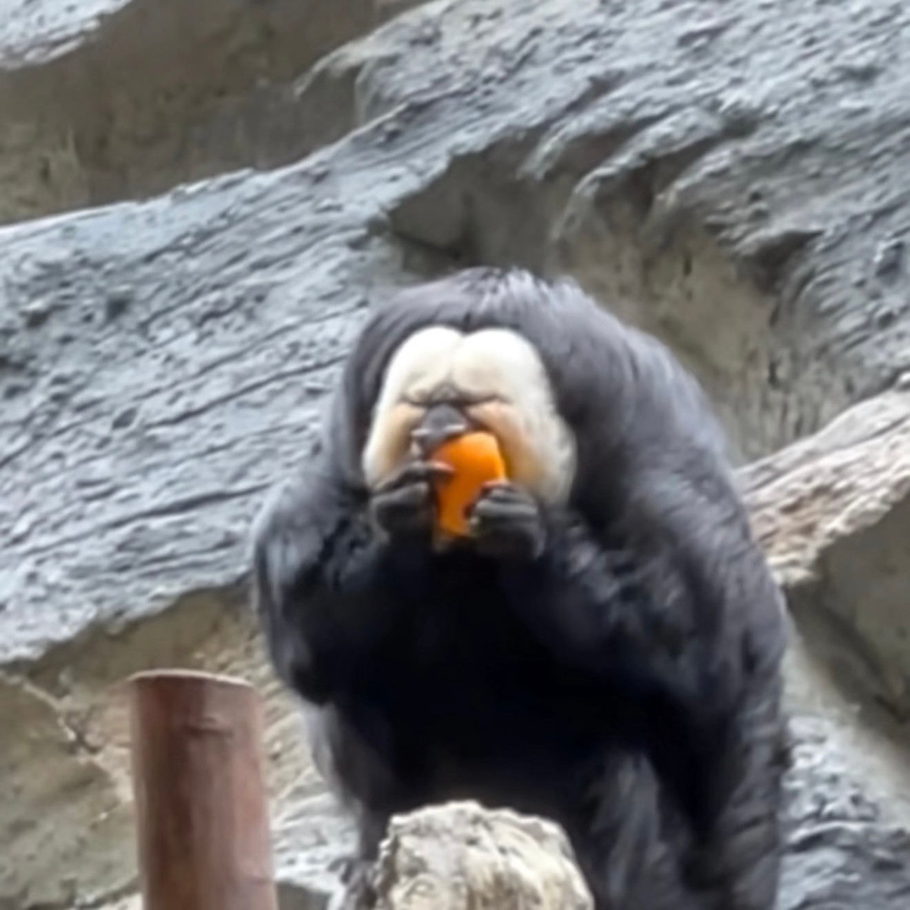 王力宏挑染出现人传猴现象我真的被王力宏的金发挑染笑不活了，出现“人传猴”现象，