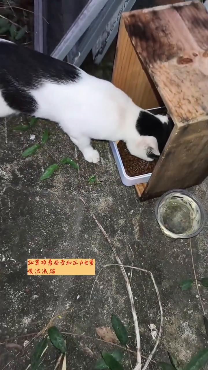 喂流浪猫的都是狠人。喂流浪猫的个个都是狠人，就算顶着指责和压力也要喂流浪猫，再