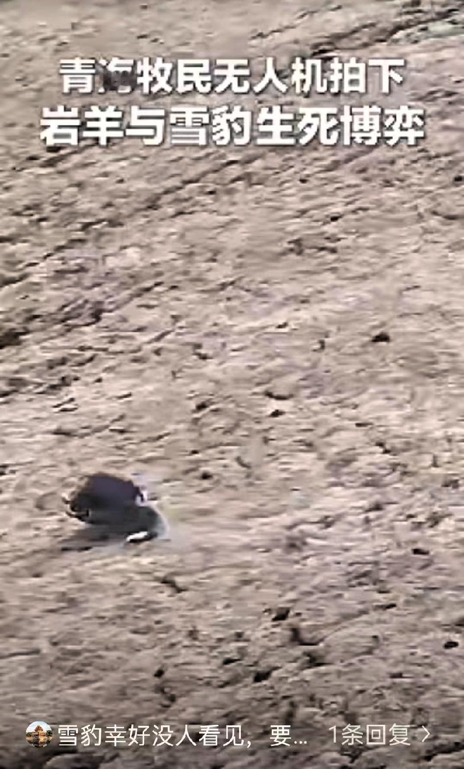 “解释不清了！”青海，牧民用无人机巡查牧场，结果，无人机刚飞上去，就遇到了惊心动