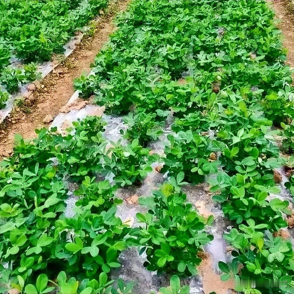 春花生4个播种误区，导致出苗稀、结荚少，及时补救增产很多老乡种春