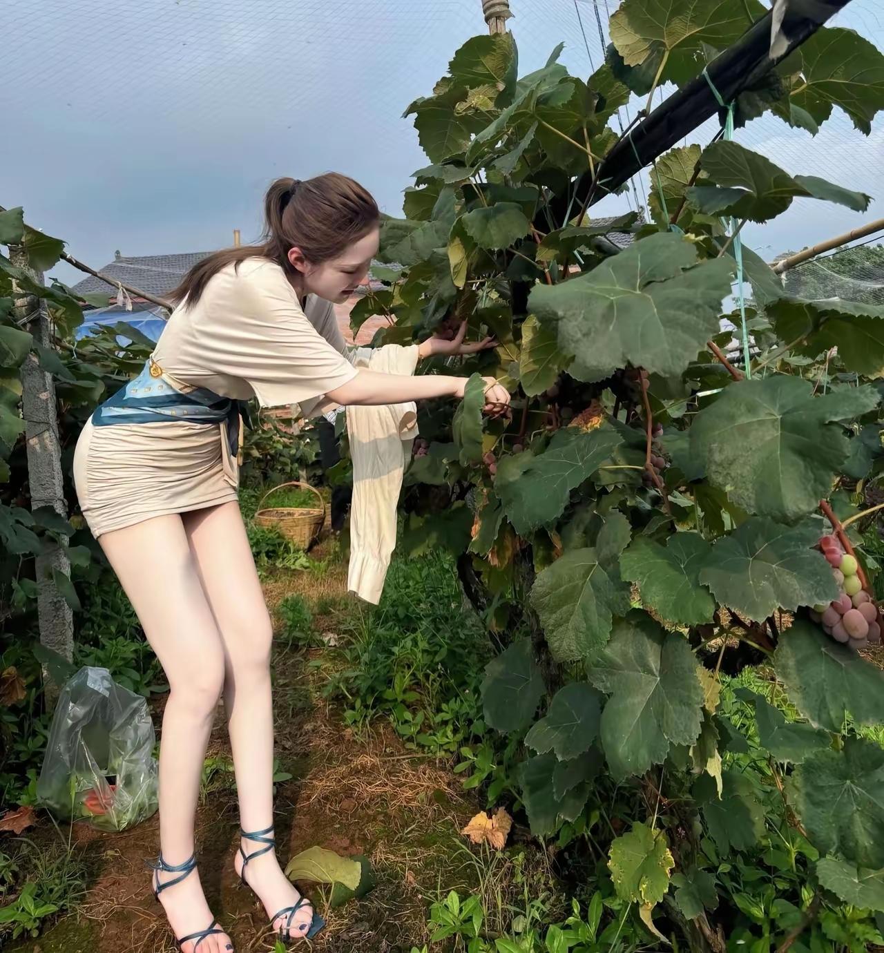 🍇阳光下的葡萄采摘，甜美与自然的完美结合！如何养成古典美女气质?古韵新娘美
